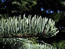 Image result for Shasta red fir