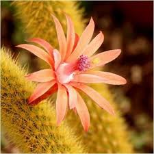 Resultado de imagen para flor de cactus