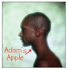 Image result for images for the Adam's apple