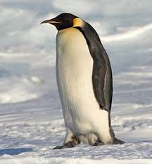 Slikovni rezultat za slike, pingvini na ledu