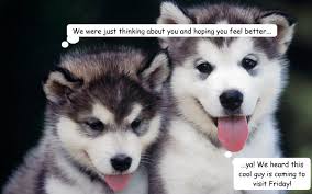 Husky Puppies memes | quickmeme via Relatably.com