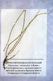 File:Equisetum × trachyodon.JPG - Wikipedia