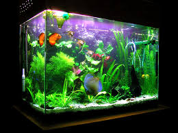 Image result for type of aquarium tanks