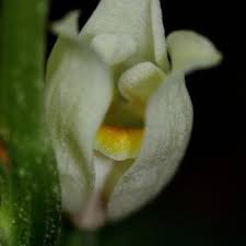 Cephalanthera damasonium | Online Atlas of the British and Irish Flora