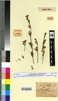 Silene apetala in Global Plants on JSTOR