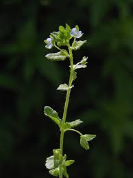 Green Field Speedwell, Veronica agrestis - Flowers - NatureGate