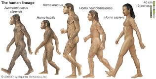 Image result for homo sapiens