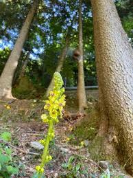 [Scrophulariaceae] Verbascum alpinum – Mullein (Verbasco alpino ...