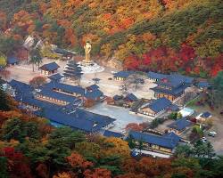 충북 보은군 여행지 명소 속리산 법주사 정이품송, AI로 생성