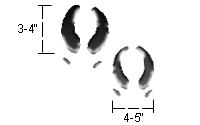 Image result for caribou footprint