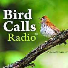 Podcast Episode Archives - BirdCallsRadio™ | Exploring birdlife around the world™