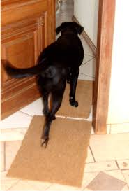 Resultado de imagem para cachorro so entra em casa quando a porta está aberta
