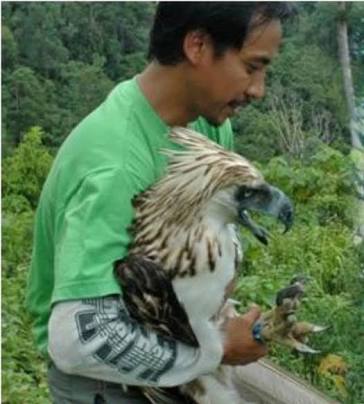 Harpy Eagle v Philippine Eagle - Page 5 - Carnivora