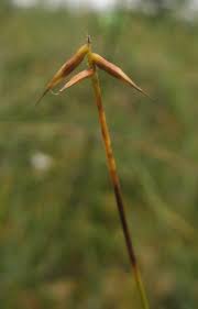 Carex pauciflora - Wikipedia