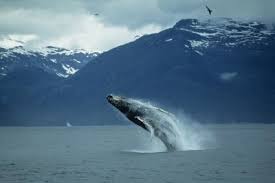 Image result for gray whale picture