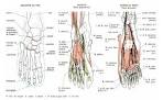 Anatomie de pied