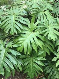 Formerly Known as Philodendron: Thaumatophyllum — House Plant ...