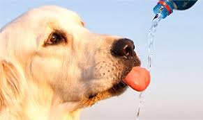 Τι ποσοστό καλύπτει το νερό στον σκύλο;