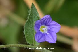 Israel wildflowers: Grassy Bindweed