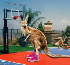 תוצאת תמונה עבור ‪kangaroo basketball‬‏