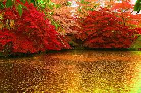 Resultado de imagen para red and yellow leaves in pond images