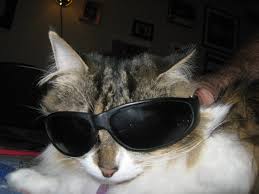 Image result for cats wearing sunglasses