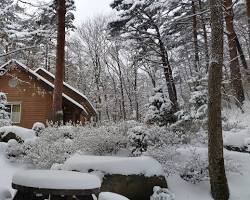 강원도 국립대관령자연휴양림 풍경, AI로 생성