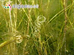 Ruppia cirrhosa (Petagna) Grande 1918 :: Algaebase
