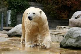 Eisbär Lars soll im Zoo Rostock für Nachwuchs sorgen | Rostock- - Eisbaer_Lars_Rostock_Zoo_Wuppertal