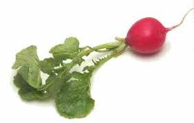 Image result for radish and beet