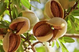 Image result for almonds pictures