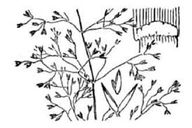Plants Profile for Agrostis capillaris (colonial bentgrass)
