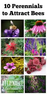 Image result for flowers that attract pollinators