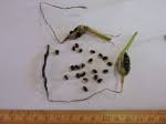Species information: Pancratium tenuifolium - Flora of Zambia