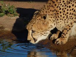Image result for animals in water