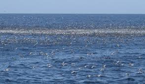 Image result for gulls, terns, albatrosses, petrels, shearwaters (muttonbirds), cormorants, gannets and boobies.