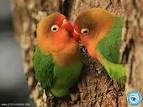 Pictures of 2 parrots kissing images <?=substr(md5('https://encrypted-tbn2.gstatic.com/images?q=tbn:ANd9GcSo6eEVcMKgfDresXAvAzWwds1cKv25YBdKdO7Nun1T6OlqCUKbOmKO3U1p'), 0, 7); ?>