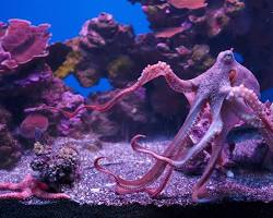 Octopuses aquarium pet