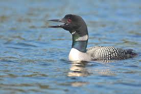 Image result for loon pics