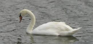 Image result for swans food