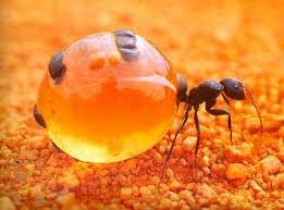 Risultati immagini per escursioni dell'anima terra ed insetti e formiche