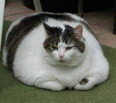 「cute fat animals」の画像検索結果