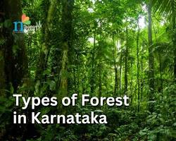 Image of Evergreen Forest Karnataka