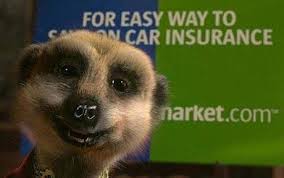 Compare the Meerkat advert leads to demand as pets. Russian meerkat Alexsandr Orlov has proved a cult hit with his catchphrase &#39;Simples&#39; - Aleksandr_1461407c