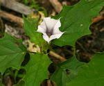 Species information: Datura stramonium - Flora of Zimbabwe