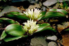 Allium in Flora of China @ efloras.org