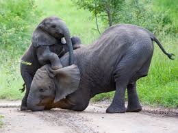 Image result for image of cute elephants