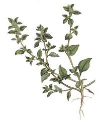 Chenopodium vulvaria - Wikipedia