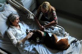 Image result for healing paws therapy dogs