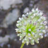 Allium Species, Drumstick Allium Allium guttatum subsp. sardoum